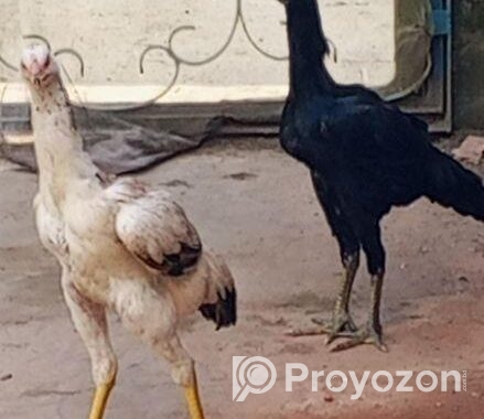 ২টি সরালি মোরগির বাচ্চা বিক্রি করা হবে