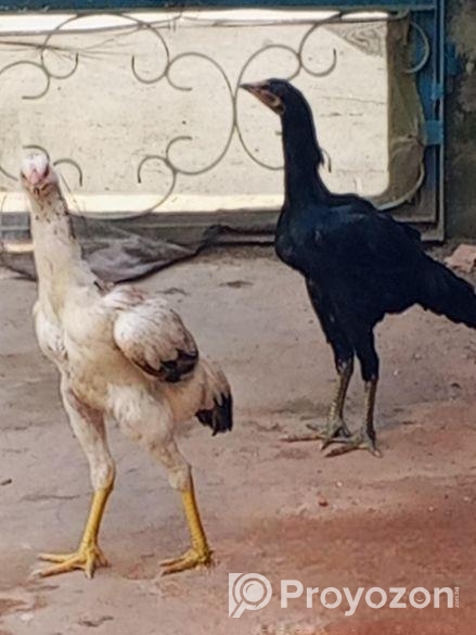 ২টি সরালি মোরগির বাচ্চা বিক্রি করা হবে