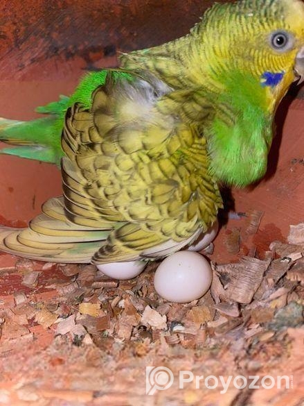 ডিম সহ বাজরিগার মাস্টার পেয়ার পাখি।