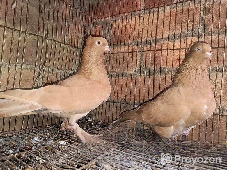 কিছু কবুতর জরুরি ভিত্তিতে সেল হবে