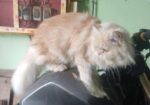 9 Month Pure Persian Female Cat