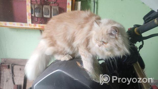 9 Month Pure Persian Female Cat