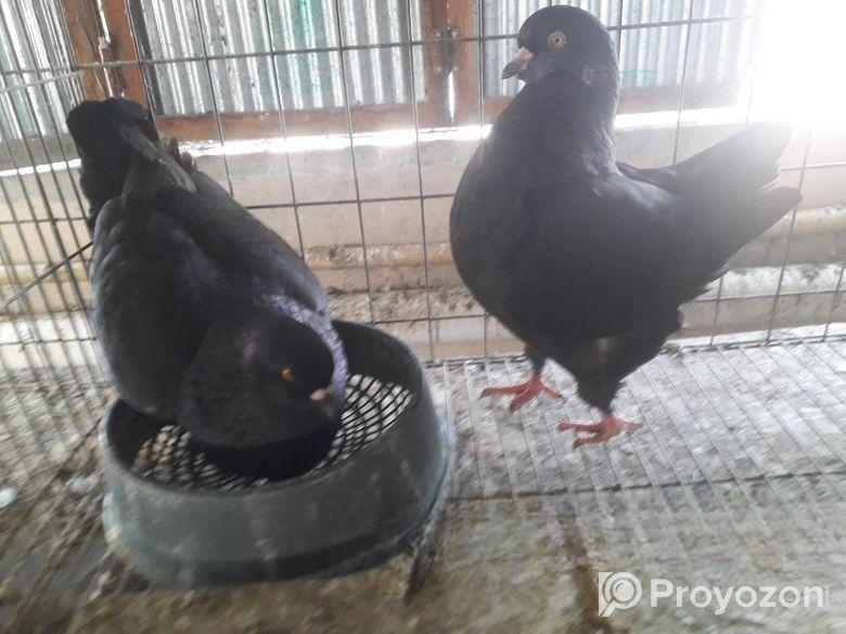 সোকিং রানিং পেয়ার