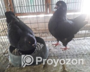 fitted-8_2025-10-24_23-23-12