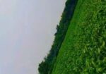 Land will be sold.