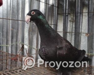 fitted-8_2025-10-28_09-44-26