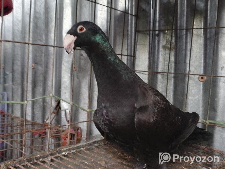 কবুতর বিক্রি হবে