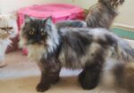 Persian adult male cat