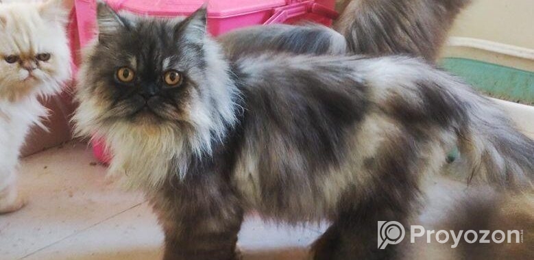 Persian adult male cat
