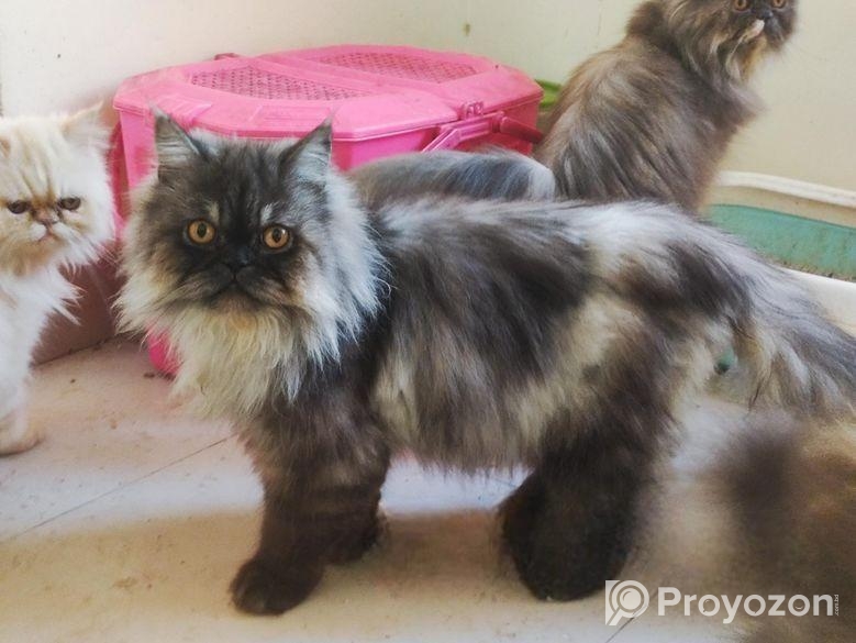 Persian adult male cat