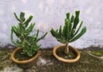ক্যাকটাস বিক্রয়