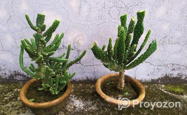 ক্যাকটাস বিক্রয়