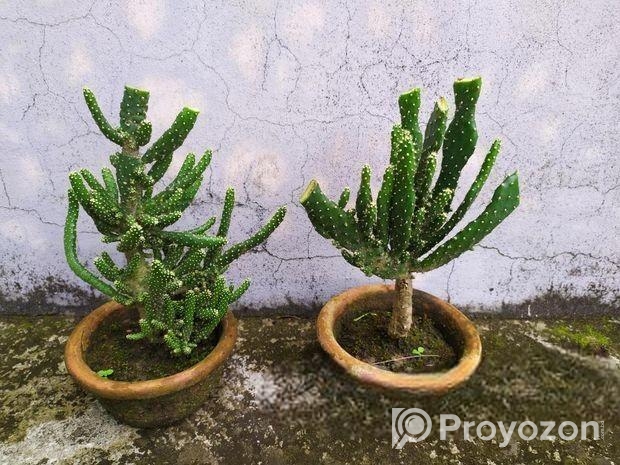 ক্যাকটাস বিক্রয়