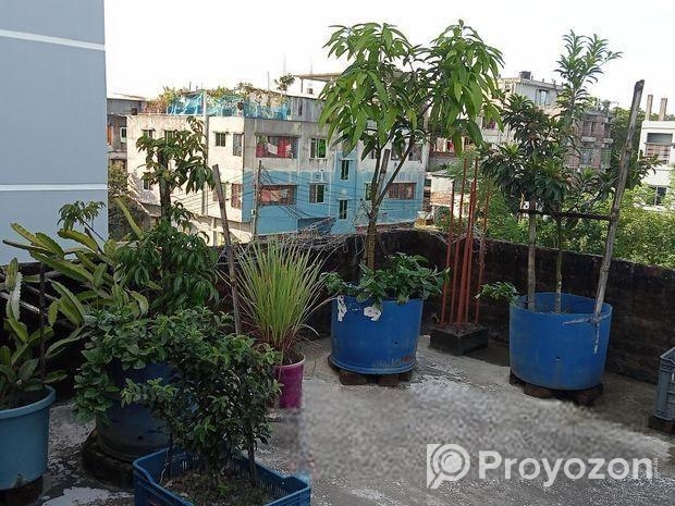 বিদেশি লিচু আম পেয়ারা আরো অন্যান্য ফলজ গাছ বড় ড্রামে ফিটিংসহ