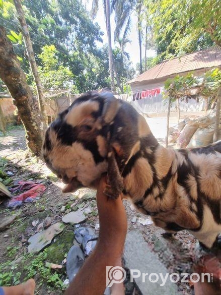 ইন্ডিয়ান তোতাপুরি ফিমেল