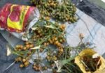 পাকা সুপারি