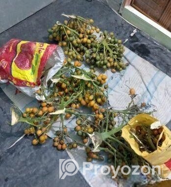 পাকা সুপারি