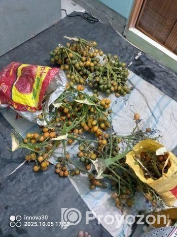 পাকা সুপারি