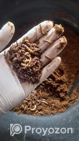 বিটল পোকা