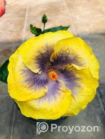 ট্রপিকাল জবা চারা