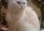 pure persian female cat .