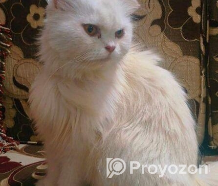 pure persian female cat .