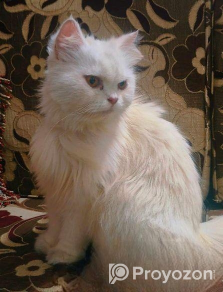 pure persian female cat .