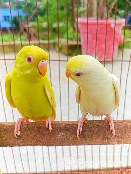 বাজিগার পাখি