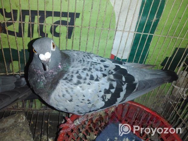 রেসার কবুতর বিক্রি করা হবে