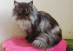Persian adult male cat