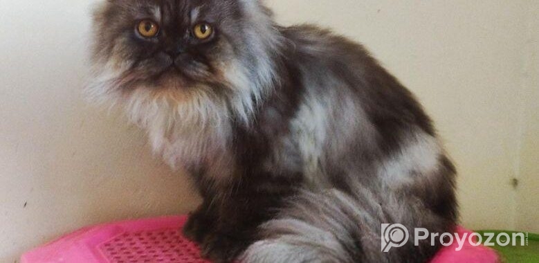 Persian adult male cat