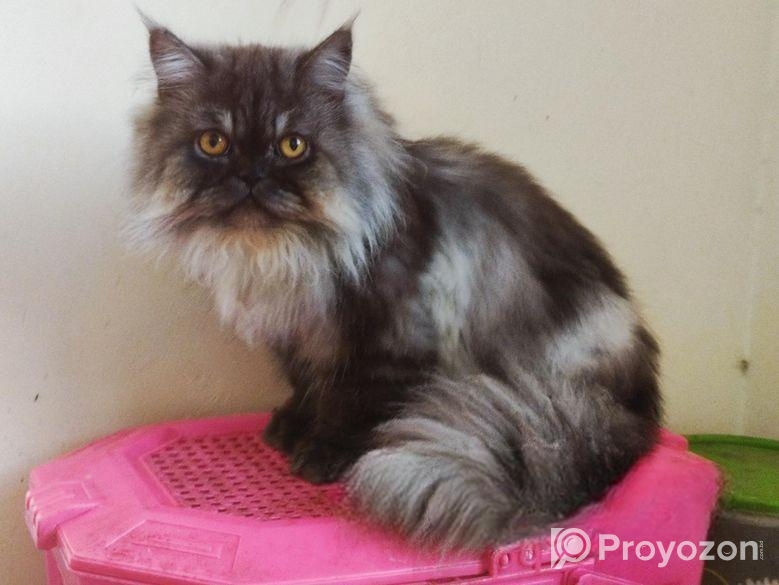 Persian adult male cat