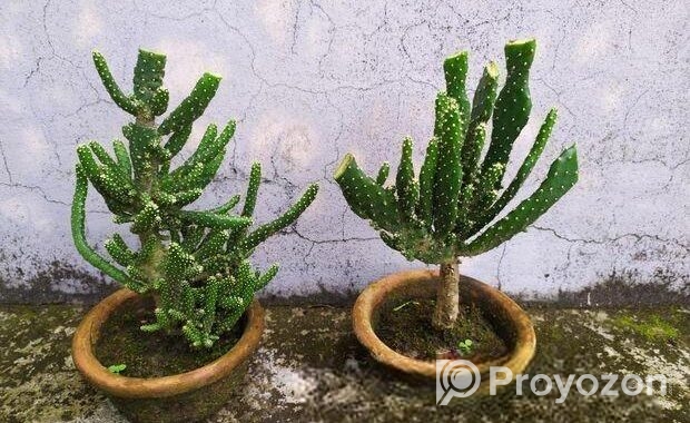 ক্যাকটাস বিক্রয়