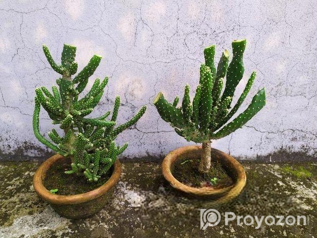 ক্যাকটাস বিক্রয়