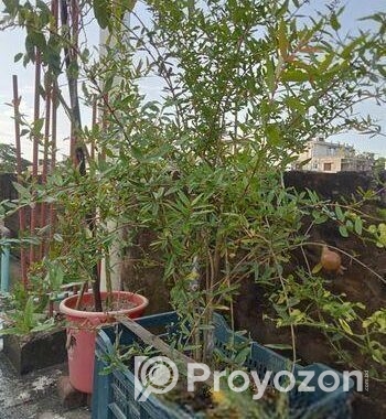 বিদেশি লিচু আম পেয়ারা আরো অন্যান্য ফলজ গাছ বড় ড্রামে ফিটিংসহ