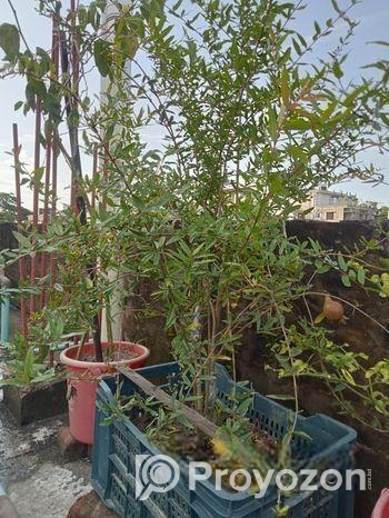 বিদেশি লিচু আম পেয়ারা আরো অন্যান্য ফলজ গাছ বড় ড্রামে ফিটিংসহ