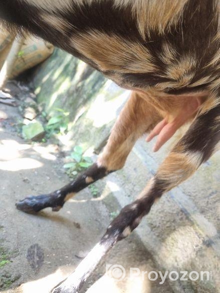 ইন্ডিয়ান তোতাপুরি ফিমেল