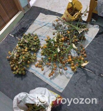পাকা সুপারি