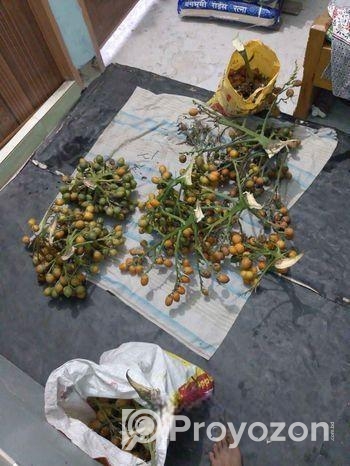 পাকা সুপারি