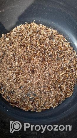 বিটল পোকা