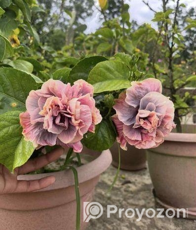 ট্রপিকাল জবা চারা