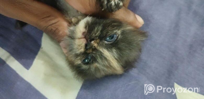 pure persian female cat .