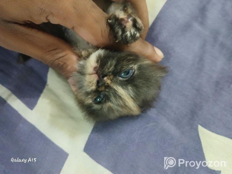 pure persian female cat .