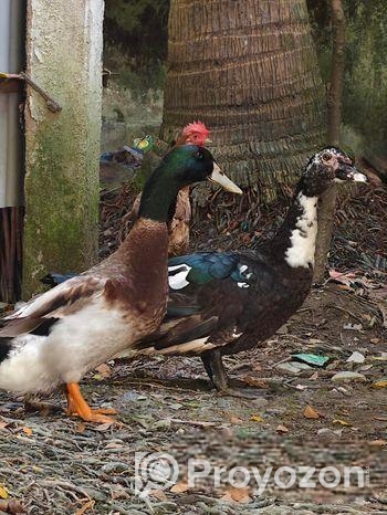 Balgium duck and Chainese sell