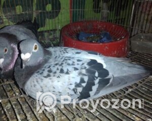 fitted-91_2025-10-28_09-52-21