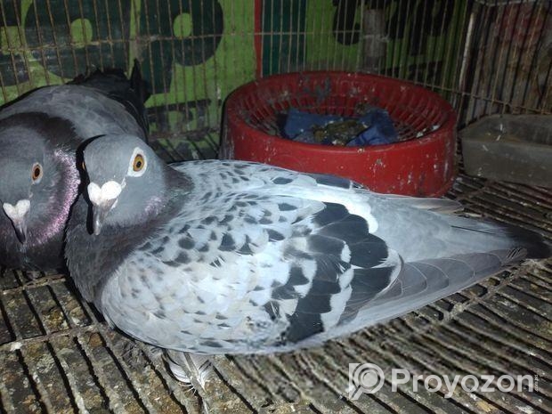 রেসার কবুতর বিক্রি করা হবে