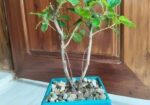বনসাই চায়না বট