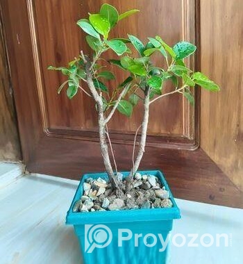 বনসাই চায়না বট