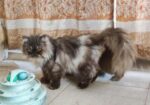 Persian adult male cat