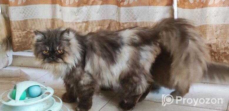 Persian adult male cat